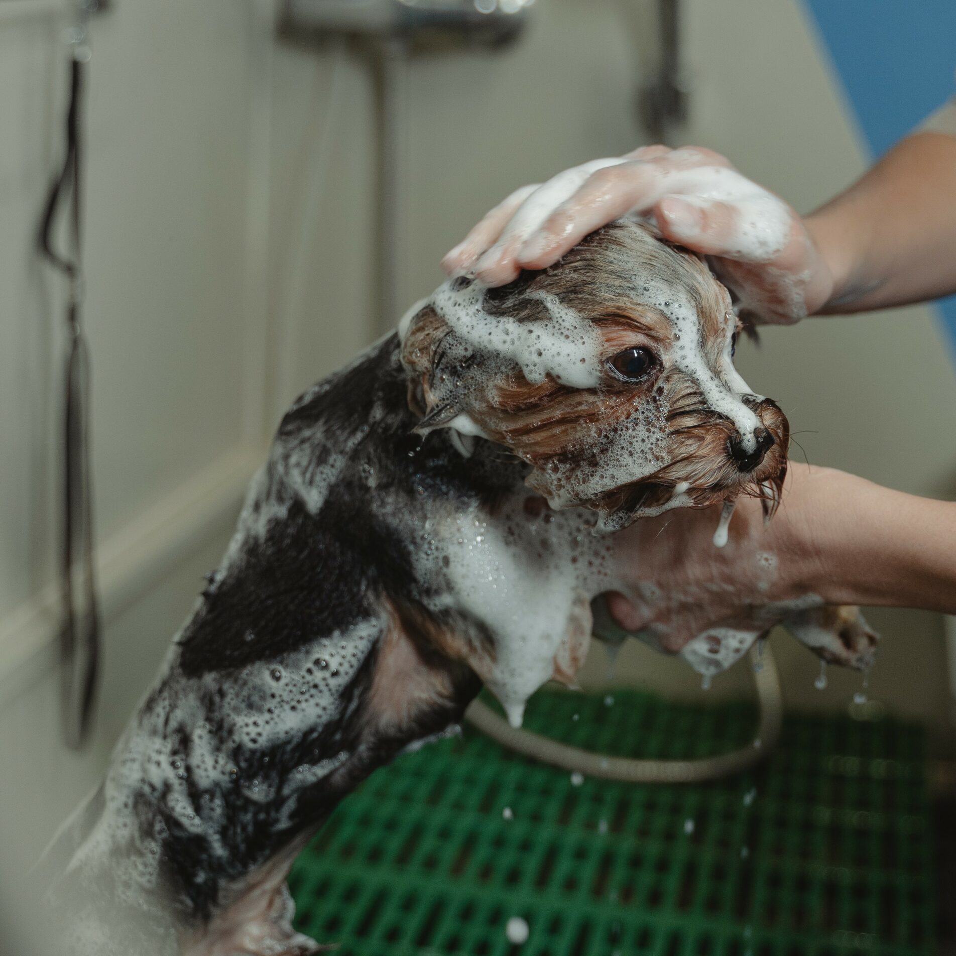 Pet Store That's So Fetch!