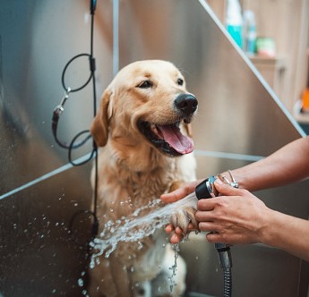 groomer working with a golden retriver dog in pet grooming salon.